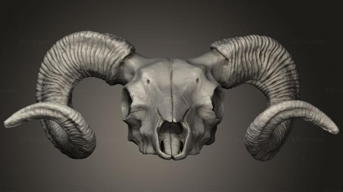 Анатомия скелеты и черепа (Подвеска с черепом Барана, ANTM_1276) 3D модель для ЧПУ станка
